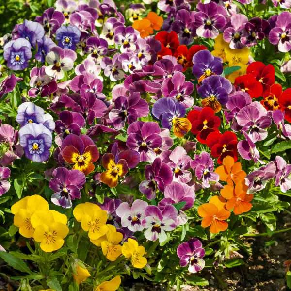 Fleurs - Viola Cornuta Variée - face recto